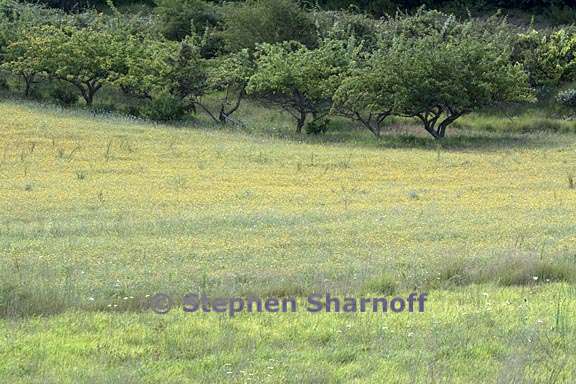 field and trees near forcalquier 1 graphic